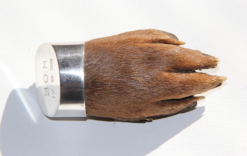 Rare Huge Dated Taxidermy Otter Foot Paw Hunting Trophy Sterling Silver