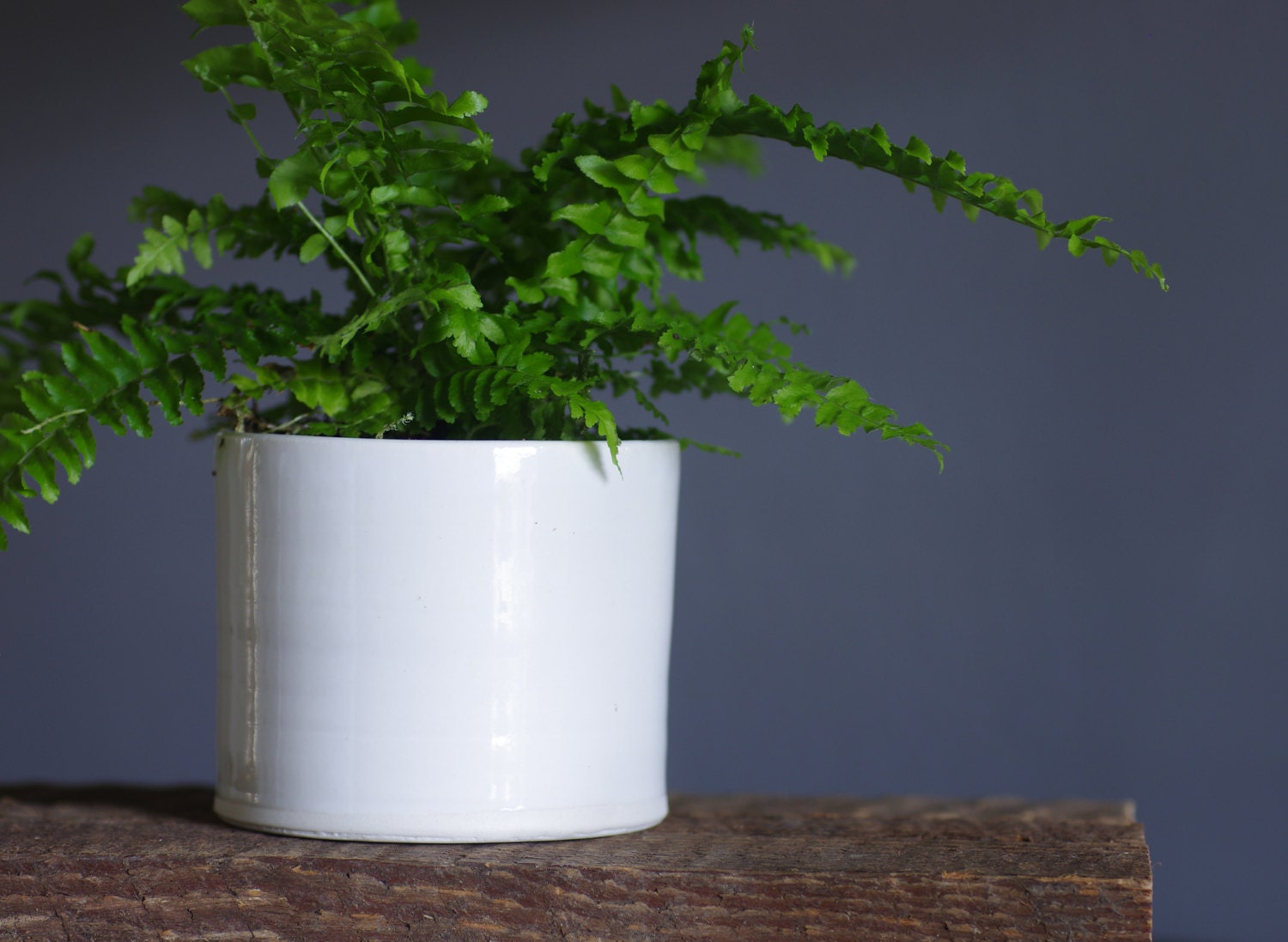 MTO medium porcelain planter white modern pottery. small size. vitrifiedstudio pottery ceramics