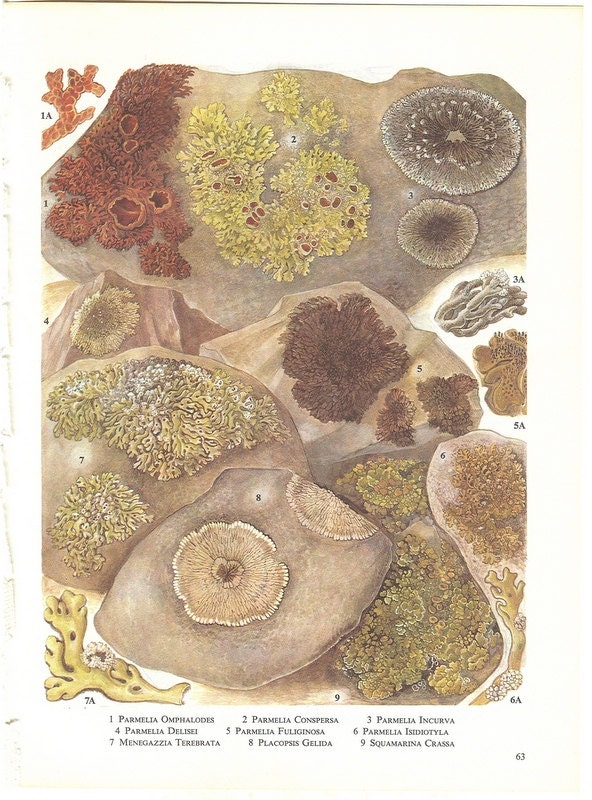 Vintage Lichen Plant Print, Brown and Gray Mountain Lichen Natural History Bookplate 63