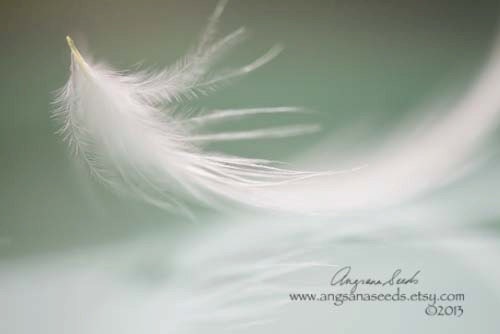 White feather photo, still life, surreal image, green, macro photography, fine art photo, shabby chic,  nature photo, down feather, nursery.