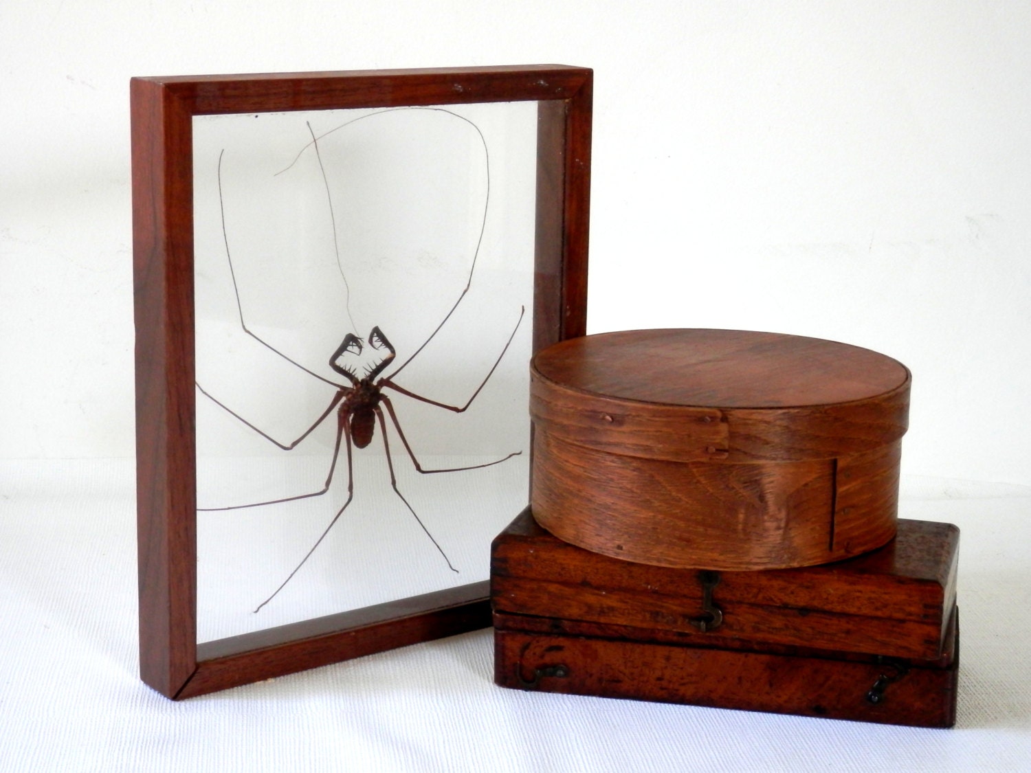 Taxidermy Whip Scorpion Cave Spider Giant Spiked Mandibles
