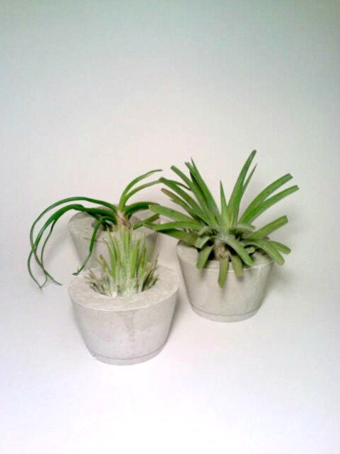 Concrete Vase, Succulent Planter, TWO Air Plant Holders, Concrete Vase, Tillandsia Holders, Candle Holder, Flower Pot