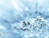 White blossoms spring photo blue home decor 8x12" print