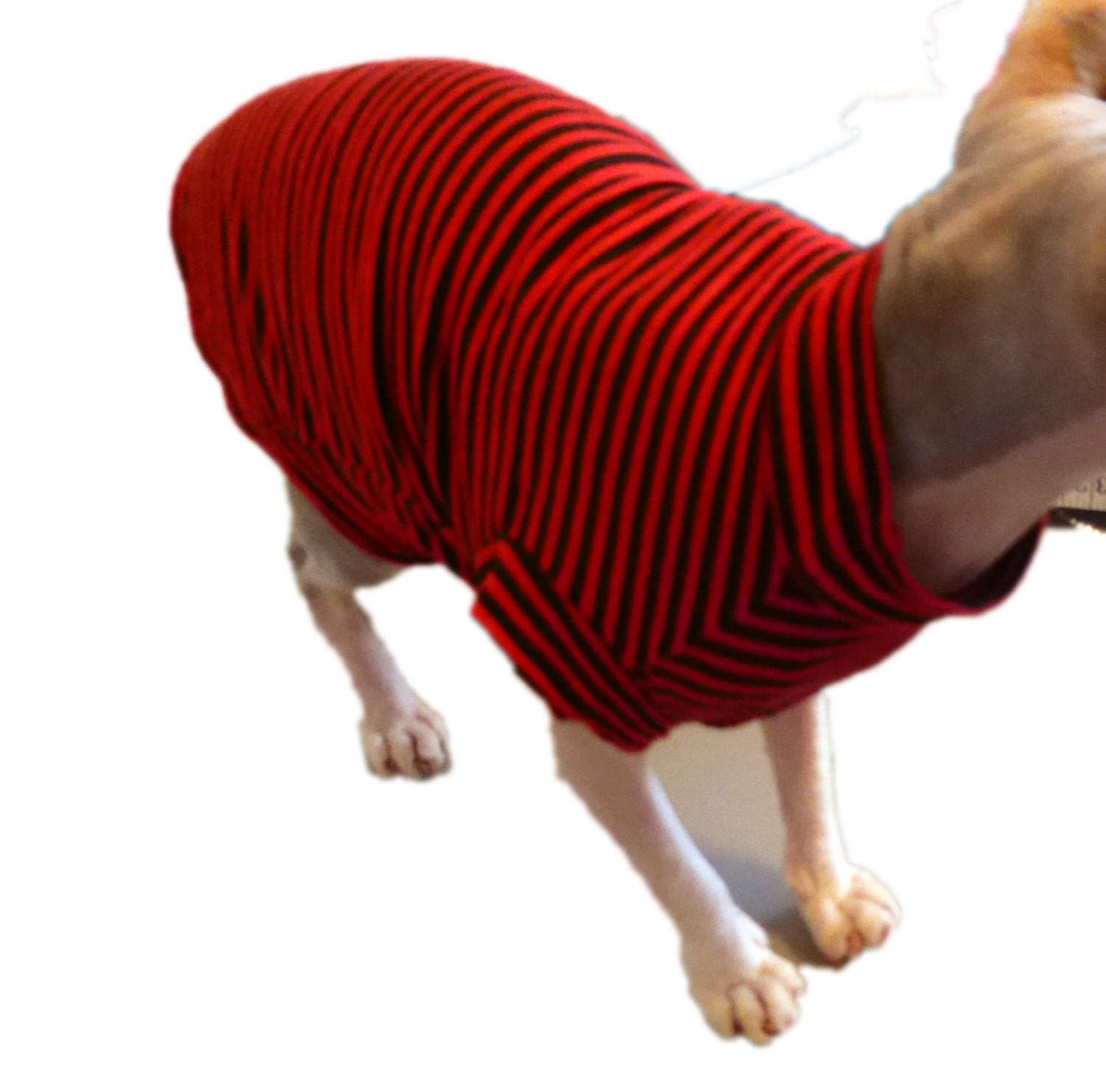Cat Shirt Sphynx Red & Black Striped
