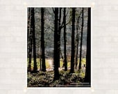 Magic Forest 8x10 inch (20x25 cm) Nture Landscape Fine Art Photography - Home decor - Gift Idea - PhotoByMADA