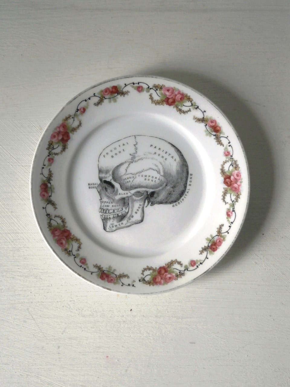 Vintage Anatomical Skull Plate Altered Art