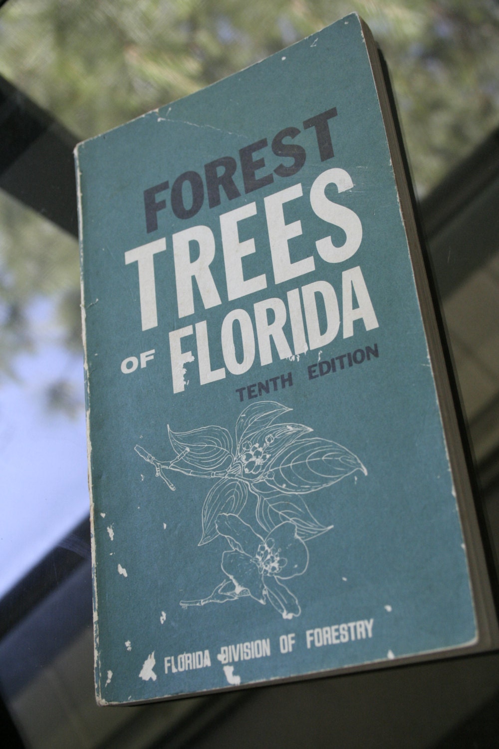 Forest Trees of Florida - 1972 - Florida Division of Forestry