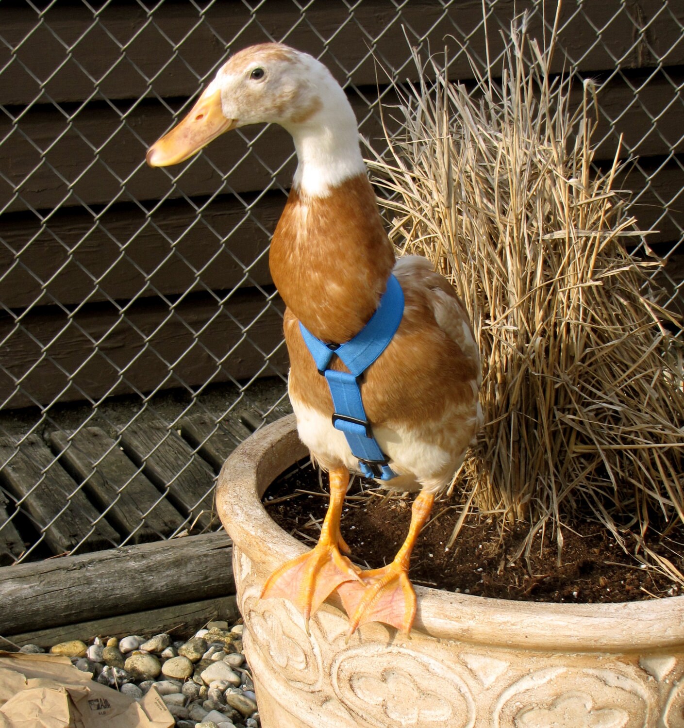 1 Strap Style Walking Harness for pet Ducks Chickens by PartyFowl