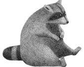 Raccoon, Having Overindulged - 4x6 fine art print - Animal art
