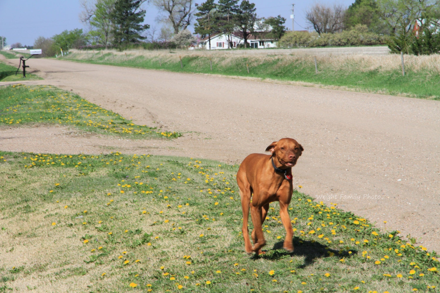 Vizsla Hunting Pointer Dog 8x10