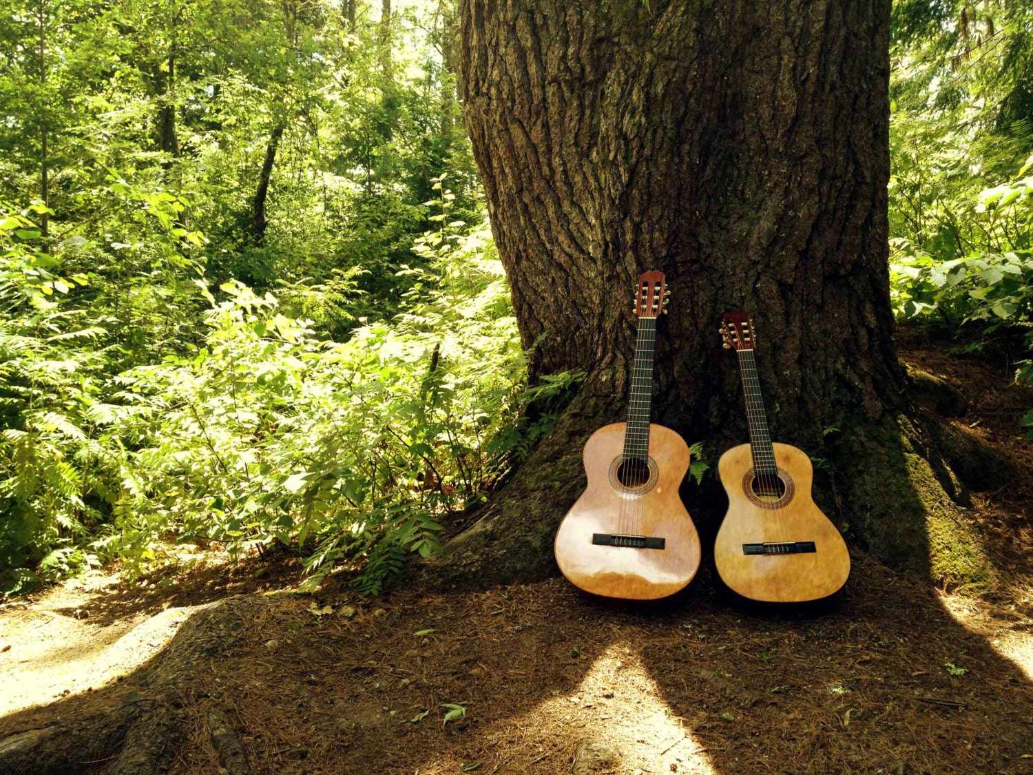 Guitars and a Tree, Nature Photograph, Tully Lake, Massachusetts, 9" x 12"