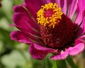 Nature Photography Pink Flower Photo Plant Nature Print Zinnia Flower Detail Petals Macro Art Print Photograph