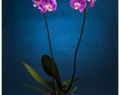 Flowers photography. Phalaenopsis Orchid photography, exotic flowers,home decore,plants,blue,art decore,fine art photography, botany - InkProjectPhoto Flowers photography. Phalaenopsis Orchid photography, exotic flowers,home decore,plants,blue,art decore,fine art photography, botany - InkProjectPhoto