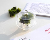 Miniature Moss Garden Terrarium Kit with Glass Cloche