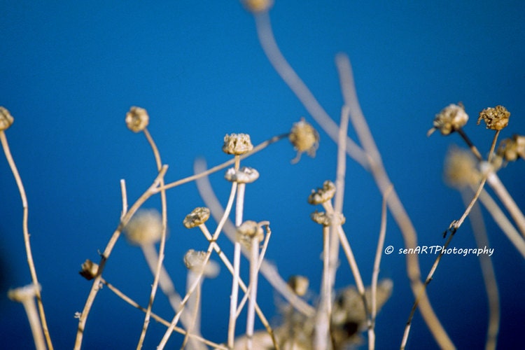 Dry Buds-02 8"x12" Fine Art Wall Decor Photograph For Modern Cafe Bar Pub Hotel Restaurant Nursey Home Office