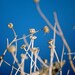 Dry Buds-02 8"x12" Fine Art Wall Decor Photograph For Modern Cafe Bar Pub Hotel Restaurant Nursey Home Office