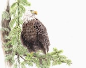 Bald Eagle, Original watercolor painting, 8x10, animals birds home decor painting earthspalette