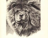 CHOW 1940s Vintage Dog Print, Black & White Wall Decor, Print,Art Illustration to Frame, plate, Morgan Dennis,