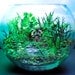 Yoda Dagobah Swamp Garden - Terrarium / Diorama