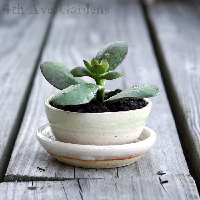 Planters