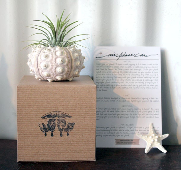 large pineapple // air plant tillandsia // sea urchin terrarium