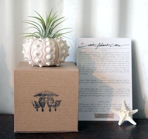 large pineapple // air plant tillandsia // sea urchin terrarium