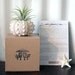 large pineapple // air plant tillandsia // sea urchin terrarium