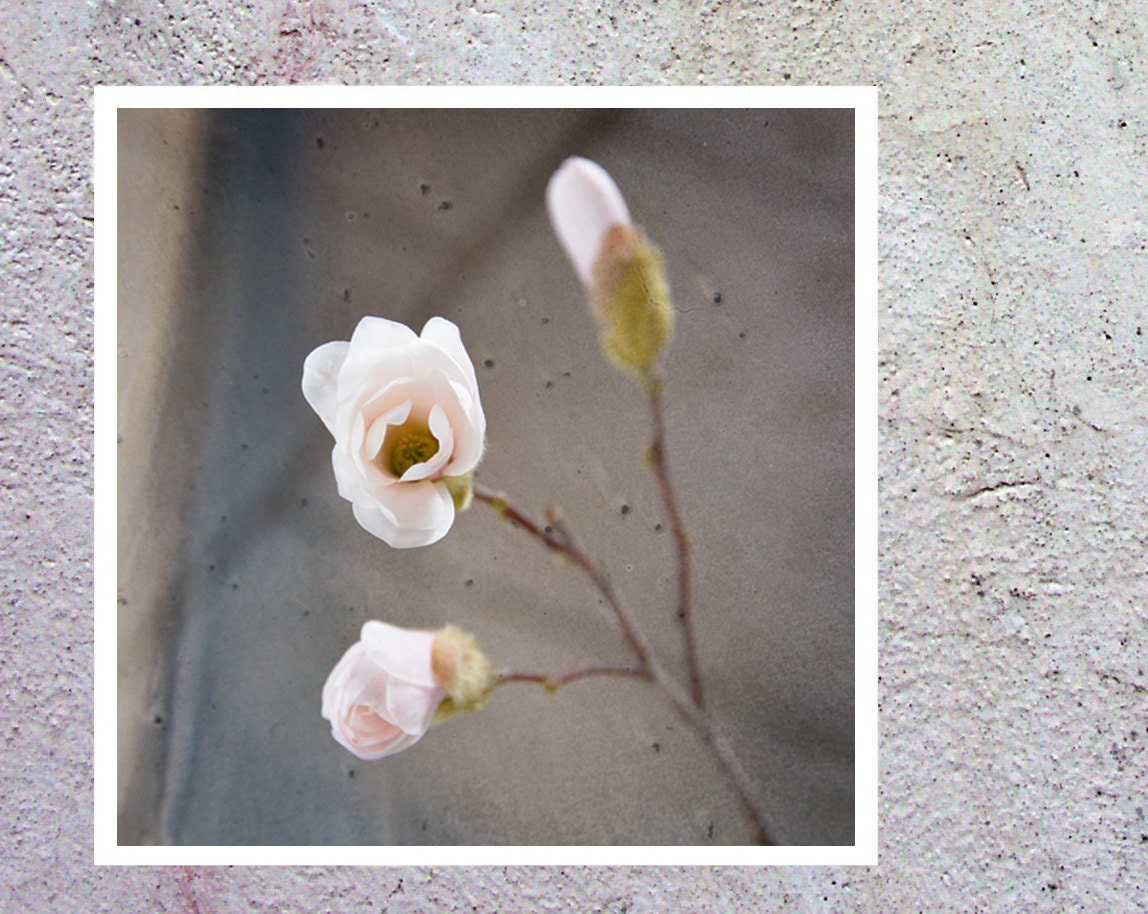 blossom of magnolia fine art photography print 5X5 shabby romantic home, nature decor office, square art grey pink botanical detal flowers