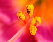 LARGE print - 18 x 24 inches - Vibrant Spring Flower Closeup Fine Art Photography