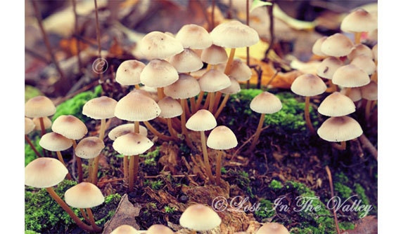 Mushroom Photo, Woodland Photography, Nature Photograph, Beige, Green, Brown, Fungi, Fine Art Print, Forest, Country Life, Rustic - LostInTheValleyPhoto