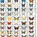 Custom Butterfly Listing (body attached)