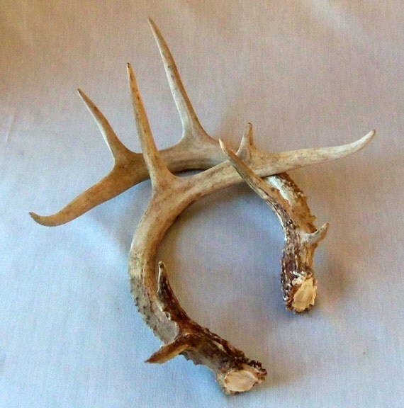 Items similar to Vintage Deer Antlers Large Eight Point Rustic on Etsy