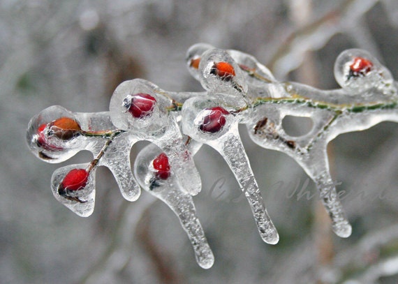 Red Cranberries in Winter Ice, Icicles, Nature Photograph - WhitesideHollow