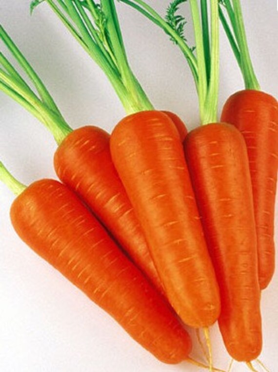 Heirloom Little Finger Carrot Garden Seeds Mini by CheapSeeds