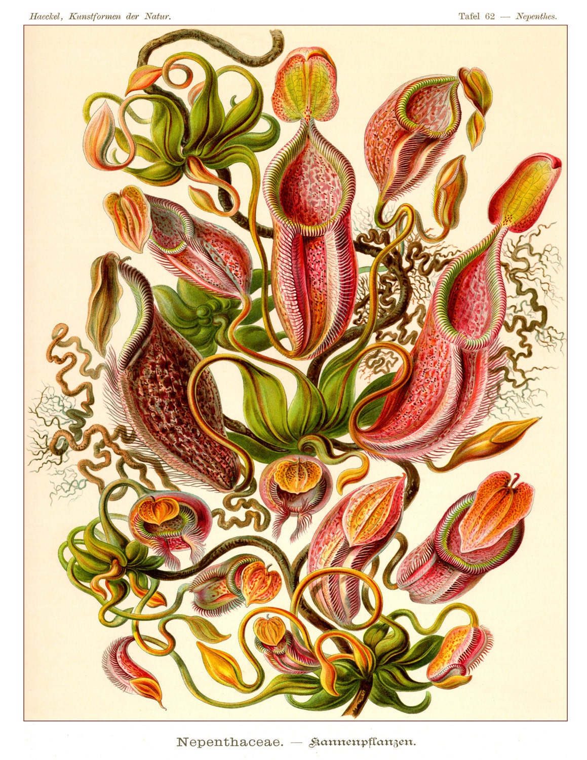 Ernst Haeckel Scientific Illustration Giclee Print Of A Pitcher Plant ...