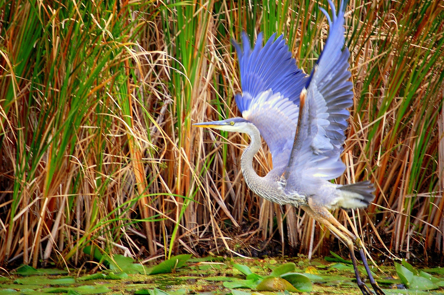 Great Blue Heron 16x20 Giclee Canvas Gallery Wrap Floating Frame Print Nature Photography, Fine art, Home Decor Office Decor - LindaRaeImages
