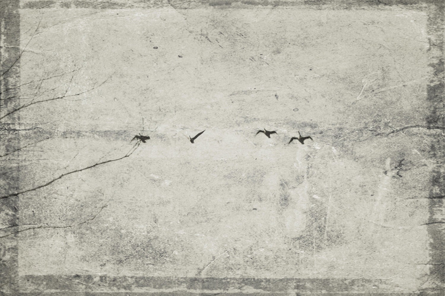Photo Print - Flying Geese, Black and White, Textured - CapeCodPhoto