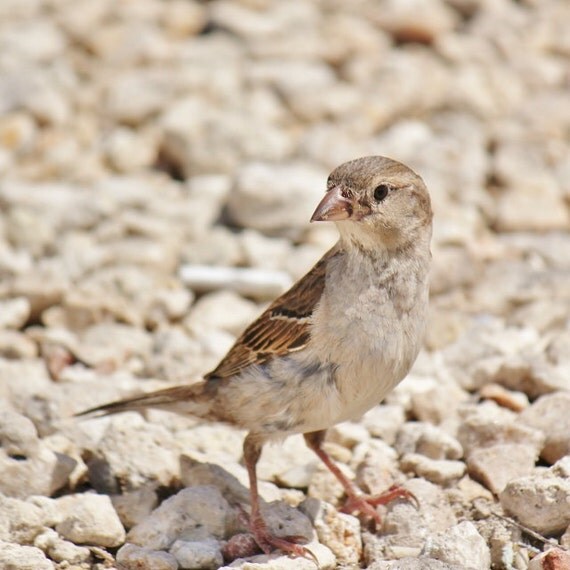 tan all birds
