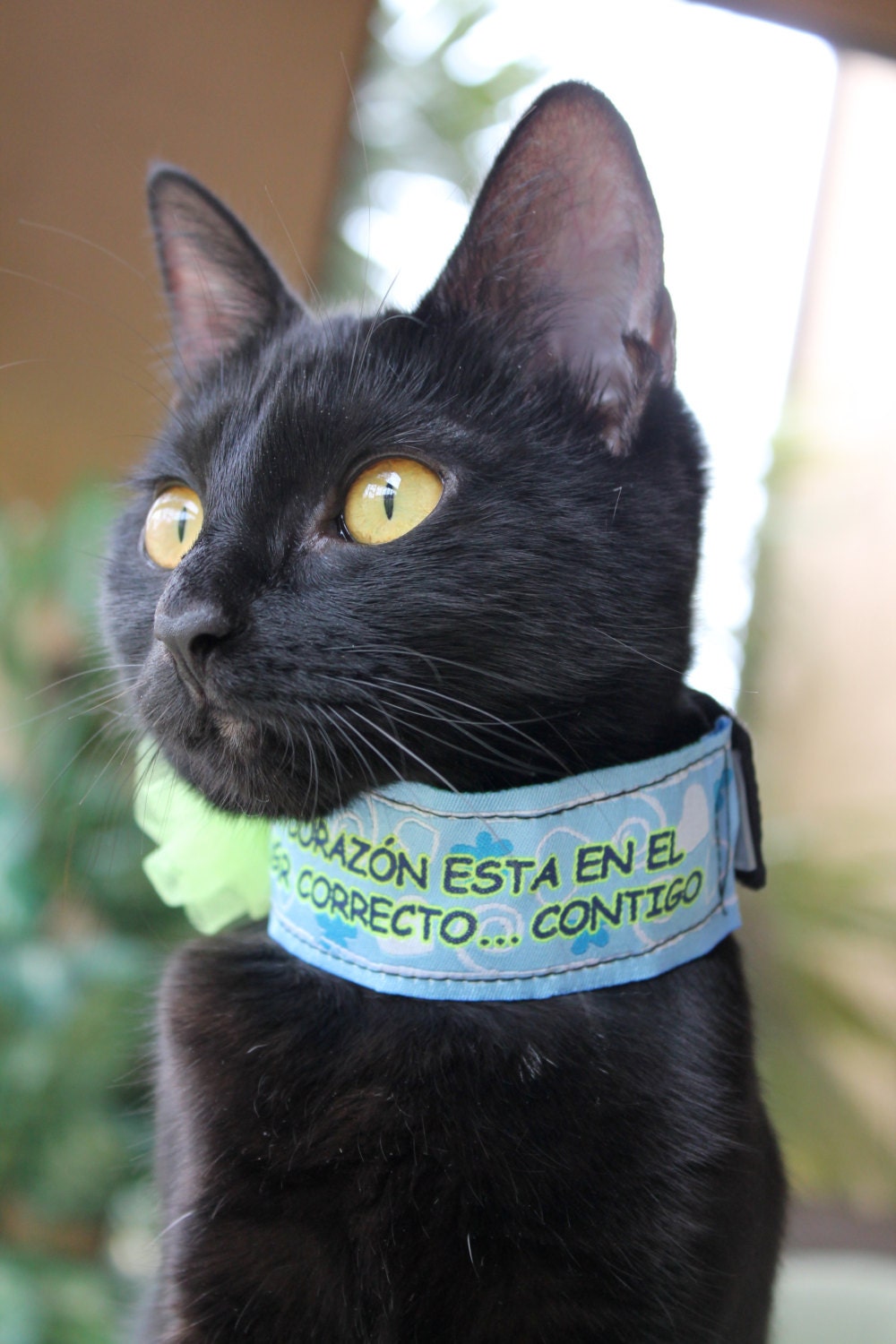 Quote in Spanish Language Cat Collar Accessory Neon Green and Baby Blue