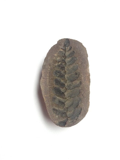 Fossil fern, fossil plant, Carboniferous period, 300 million years old, Neuropteris sp., Palaeobotany, Paleobotany