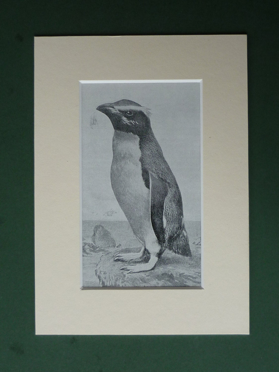 Original 1920s Rockhopper Penguin Matted Print - Rock Hopper - Bird - Ornithology - Nature - Wildlife - Antarctica - PrimrosePrints