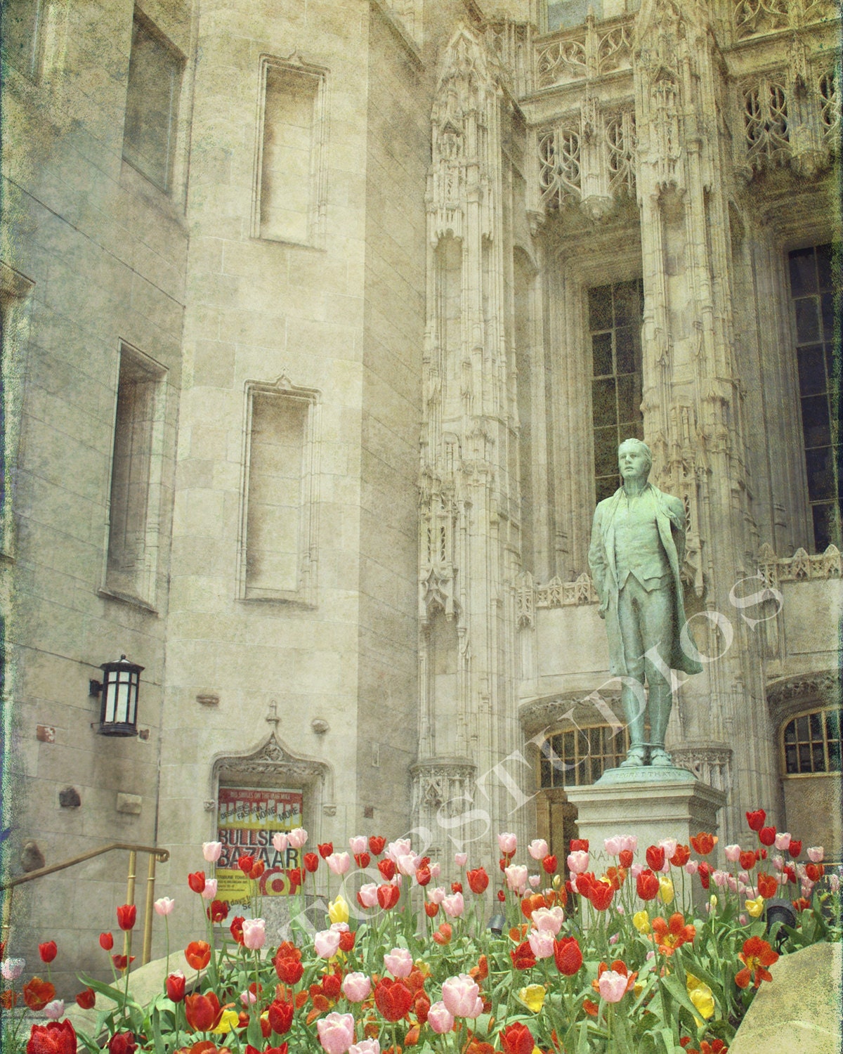 Fine Art Print 8x10 Tulips Statue gothic architecture building chicago city