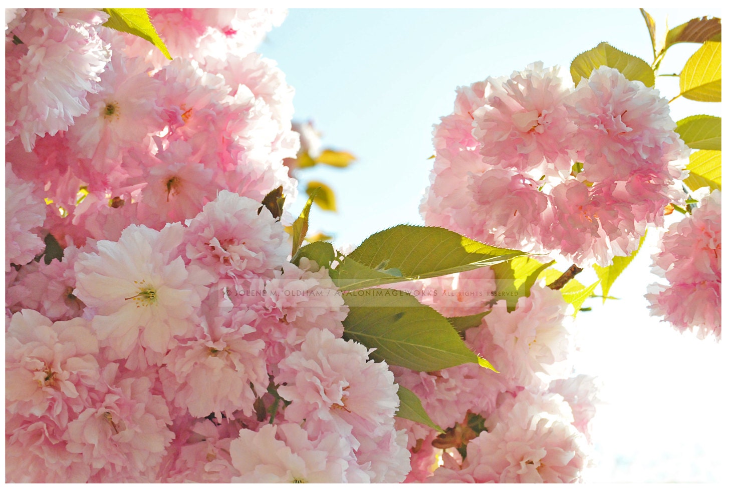 Spring Pink Photo Print