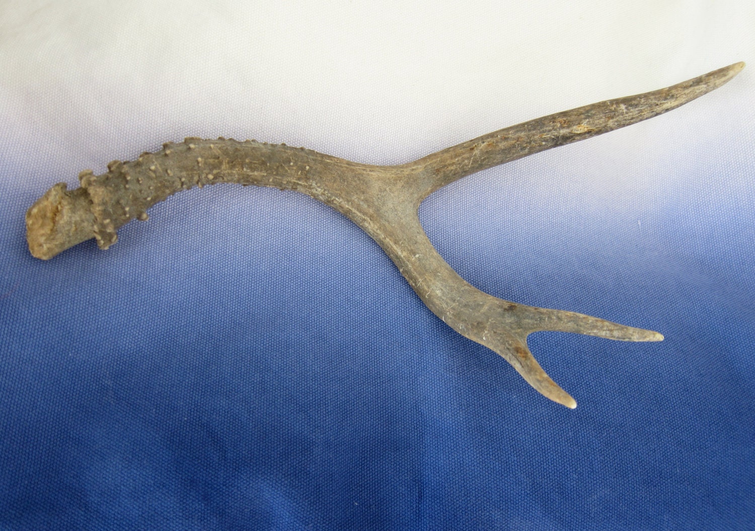 Deer Antler - Naturally Shed - Natural 3 Point - Vintage Supply - Rustic Nature Prairie Farmhouse Decor
