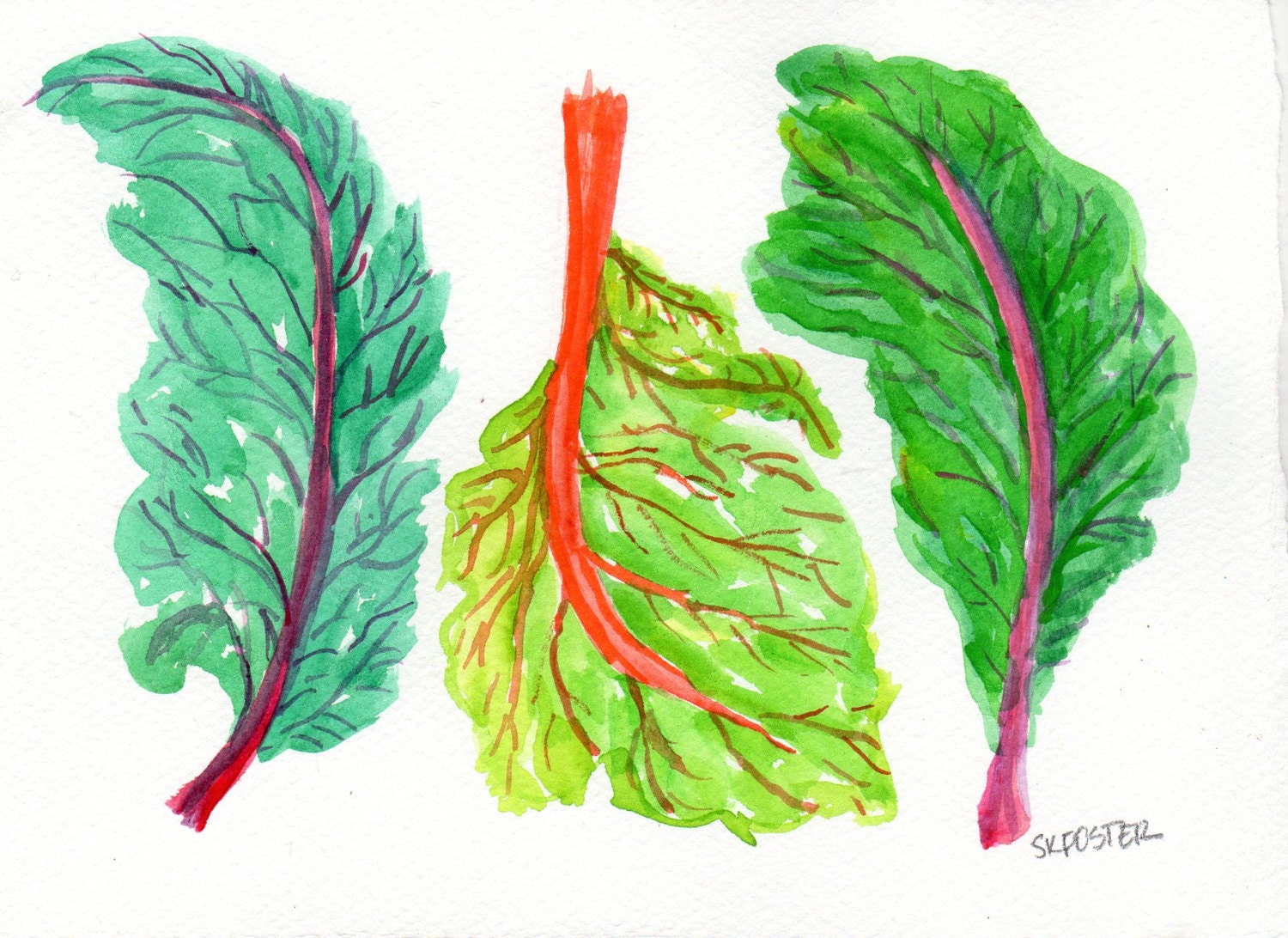 The Ying and Yang of Swiss Chard Painting watercolor, vegetable series, Red. Purple and Orange stems
