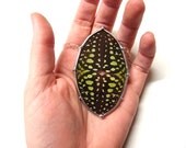 Real Butterfly Necklace - Green and Black Graphium Butterfly
