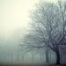 Trees in Spring Fog, Landscape Photography, Blue Wall Art, Nature Photograph, Forest, Rain, Mist, Woodland - Serenity Now