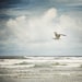 That Summer Feeling - Landscape Photography, Blue Sky, White Clouds, Nautical, Seagull, Bird, Ocean, Sea, Waves, Nursery Decor, Nature