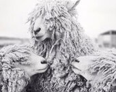 Sheep Art, Animal Photography, Sheep Photograph, Animal Art Print, Black & White Photography Wall Art, Wall Decor Fine Art Photography Print