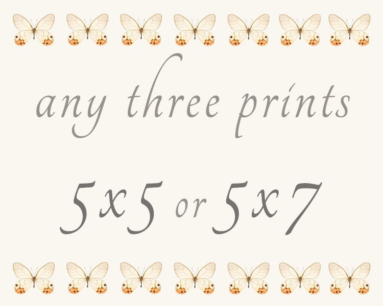 Create a Set of Any Three 5x5 or 5x7 Prints from my Shop